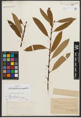 Foto von Salix triandra subsp. amygdalina (L.) Schübl. & G. Martens